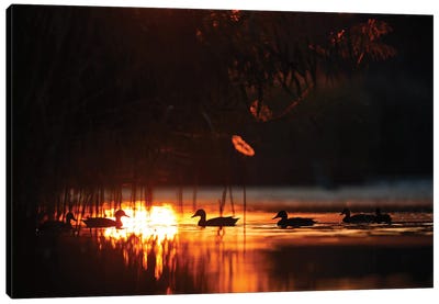 Ducks At Sunrise Canvas Art Print - Mateusz Piesiak