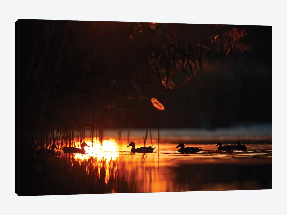 Ducks At Sunrise by Mateusz Piesiak 1-piece Canvas Artwork