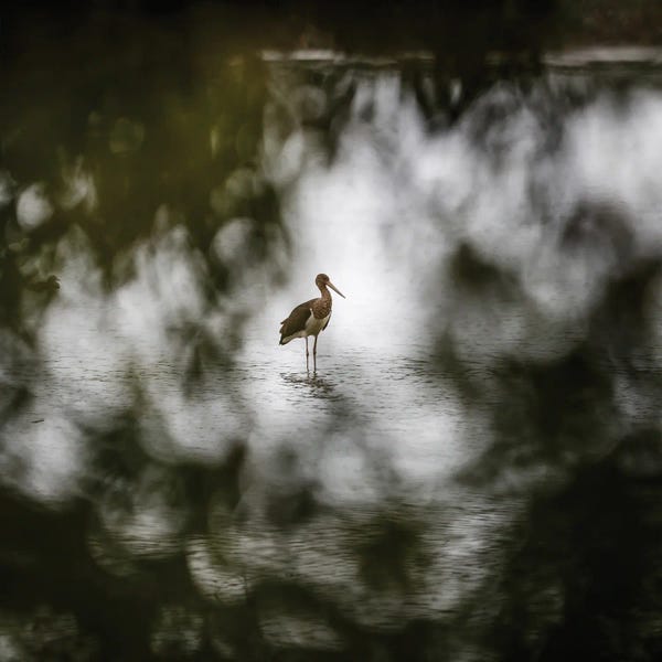 Mateusz Piesiak: Black Stork by Mateusz Piesiak