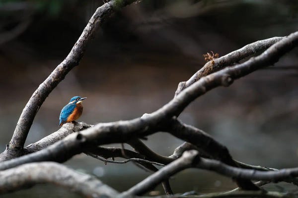 Kingfishers: Kingfisher II by Mateusz Piesiak