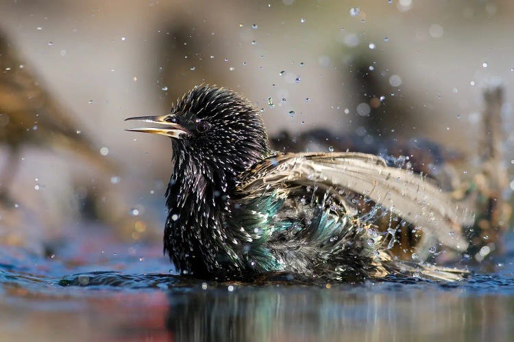 Bath Time