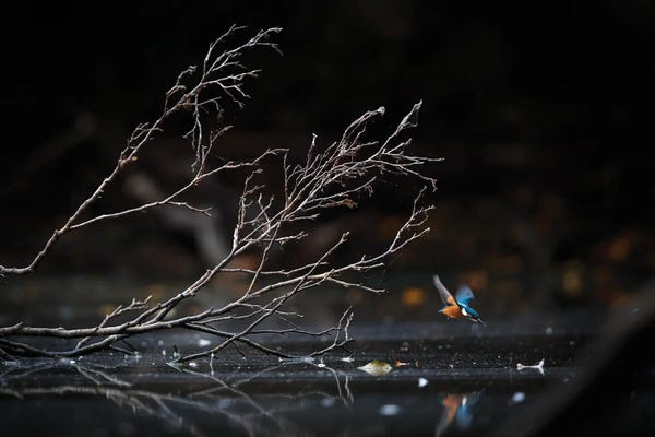 Mateusz Piesiak: Kingfisher III by Mateusz Piesiak