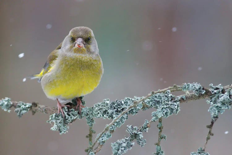 Greenfinch Portrait