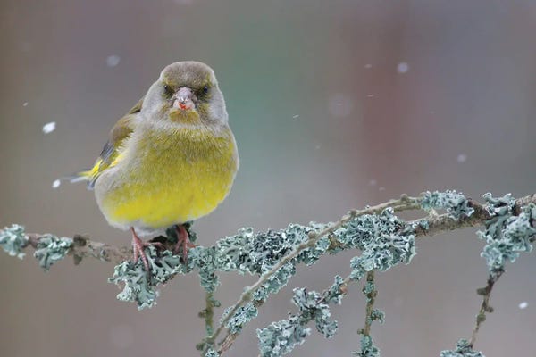 Mateusz Piesiak: Greenfinch Portrait by Mateusz Piesiak