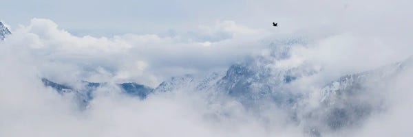 Mateusz Piesiak: The Raven by Mateusz Piesiak