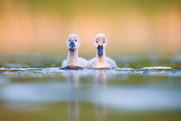 Mateusz Piesiak: Brothers by Mateusz Piesiak