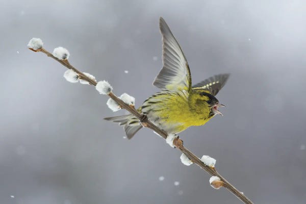 Mateusz Piesiak: Eurasian Siskin III by Mateusz Piesiak