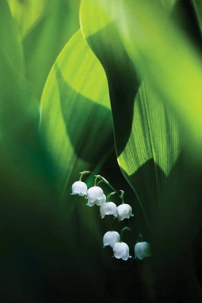 Lily Of The Valley by Mateusz Piesiak canvas print