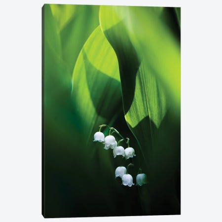 Lily Of The Valley Canvas Print #MTU214} by Mateusz Piesiak Canvas Wall Art