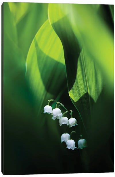 Lily Of The Valley Canvas Art Print - Mateusz Piesiak