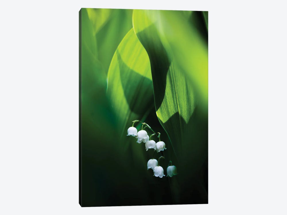 Lily Of The Valley by Mateusz Piesiak 1-piece Canvas Wall Art