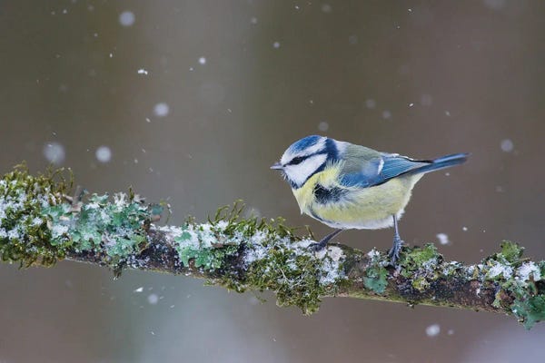 Mateusz Piesiak: Blue Tit In Winter II by Mateusz Piesiak