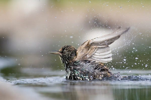 Mateusz Piesiak: Bathing Starling by Mateusz Piesiak