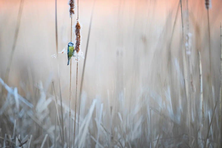 Blue Tit I