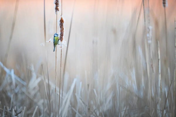 Grasses: Blue Tit I by Mateusz Piesiak