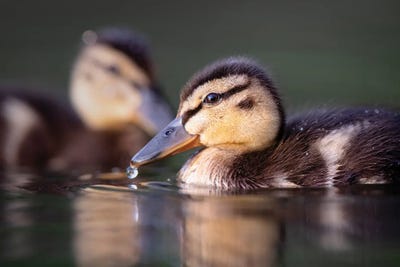 Droplet by Mateusz Piesiak framed canvas print