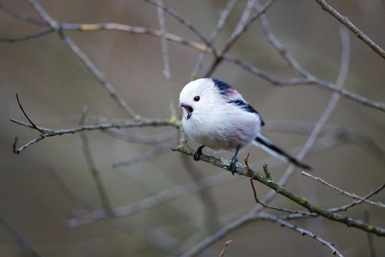 Long-Tailed Tit