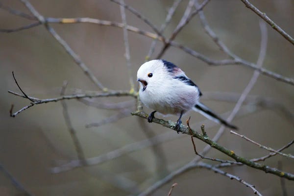 Mateusz Piesiak: Long-Tailed Tit by Mateusz Piesiak