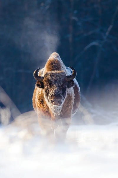 Mateusz Piesiak: Frozen King by Mateusz Piesiak