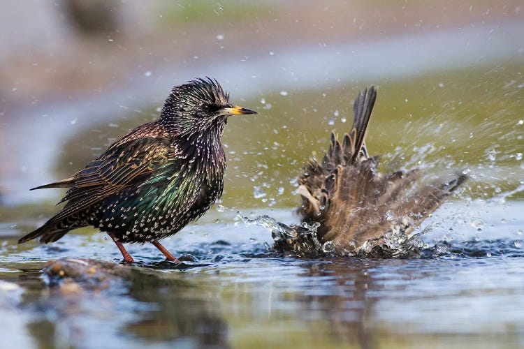 Bathing Starlings by Mateusz Piesiak wall art