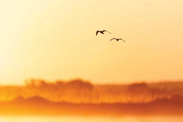 Mateusz Piesiak: Golden Morning by Mateusz Piesiak