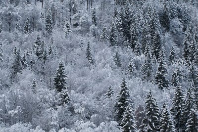 Winter by Mateusz Piesiak framed canvas print