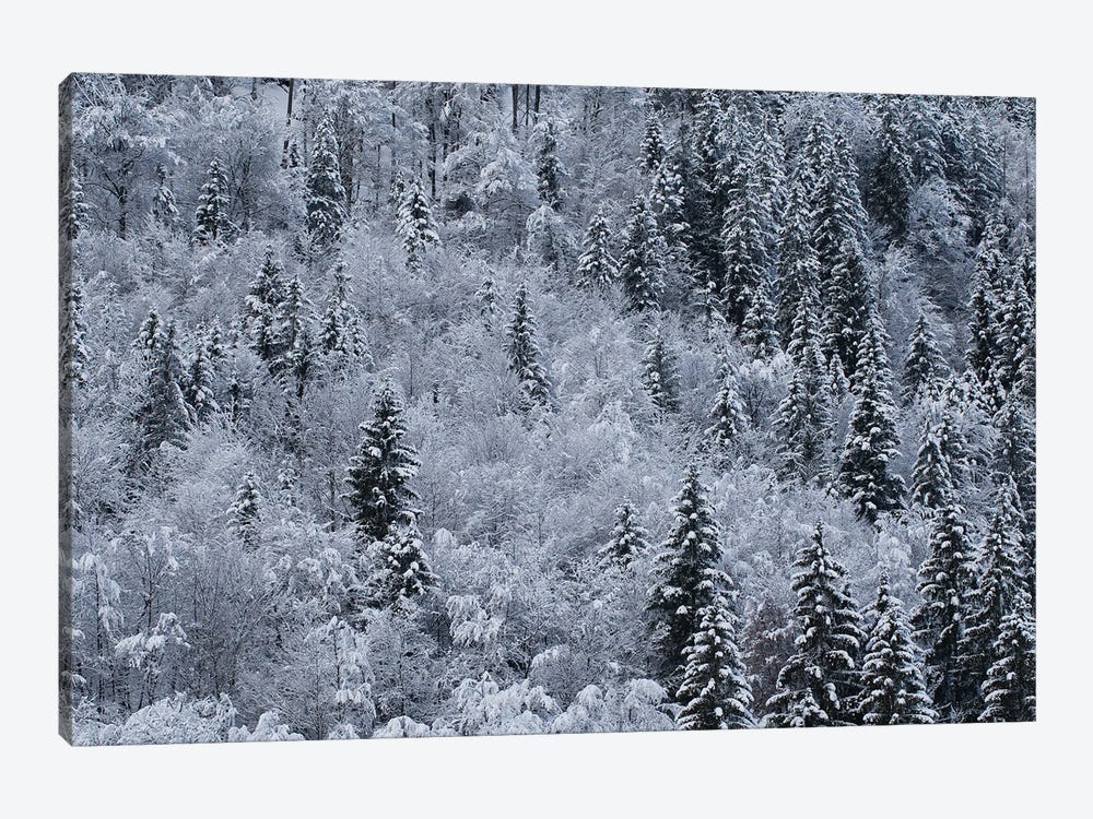 Winter by Mateusz Piesiak 1-piece Canvas Art