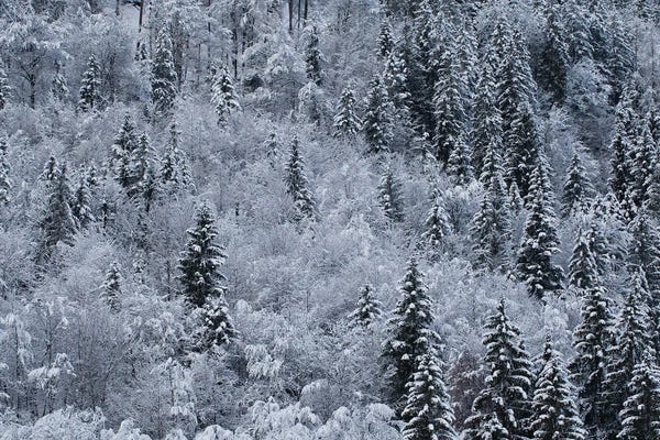 Mateusz Piesiak: Winter by Mateusz Piesiak