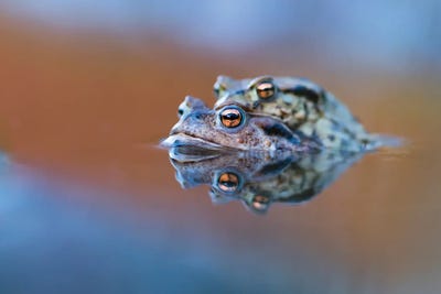 Toads' Love by Mateusz Piesiak framed canvas print