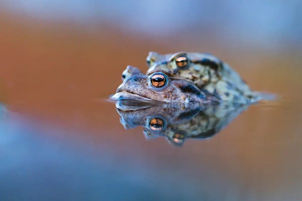 Mateusz Piesiak: Toads' Love by Mateusz Piesiak