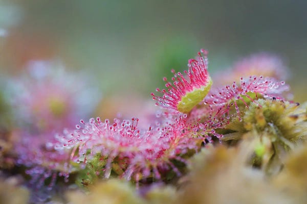 Mateusz Piesiak: Sundew by Mateusz Piesiak