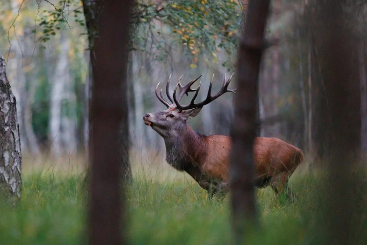 Red Deer II