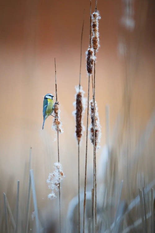 Blue Tit II