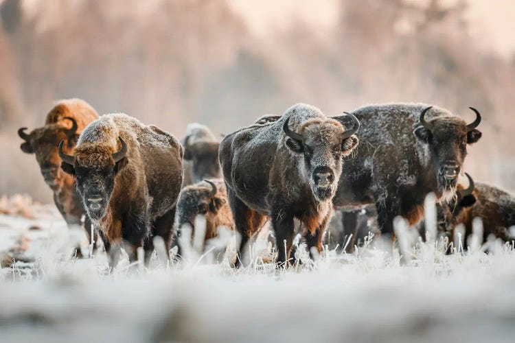 Frozen Bison