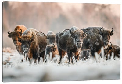 Frozen Bison Canvas Art Print - Bison & Buffalo Art