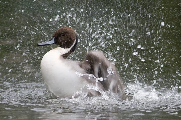 Mateusz Piesiak: Bath Time II by Mateusz Piesiak