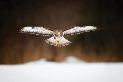 Patrol Flight by Mateusz Piesiak framed canvas print
