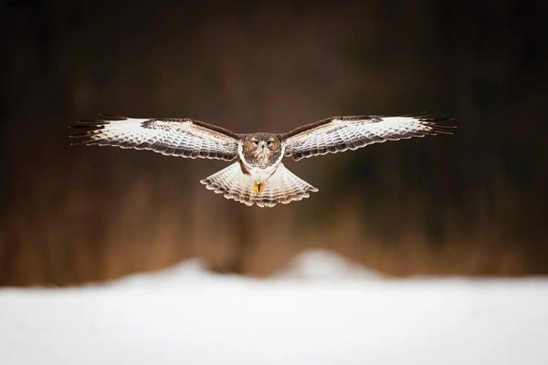 Mateusz Piesiak: Patrol Flight by Mateusz Piesiak