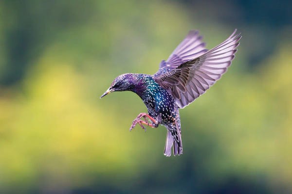 Mateusz Piesiak: Starling by Mateusz Piesiak
