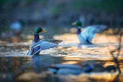 Mallard Ducks II by Mateusz Piesiak canvas print