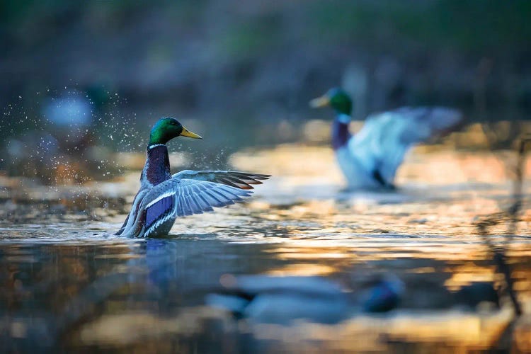 Mallard Ducks II