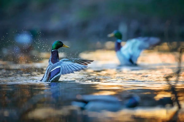 Mateusz Piesiak: Mallard Ducks II by Mateusz Piesiak