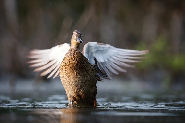 Mateusz Piesiak: Mallard Duck by Mateusz Piesiak