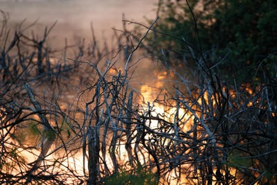 Mangroves At Sunrise by Mateusz Piesiak framed canvas print