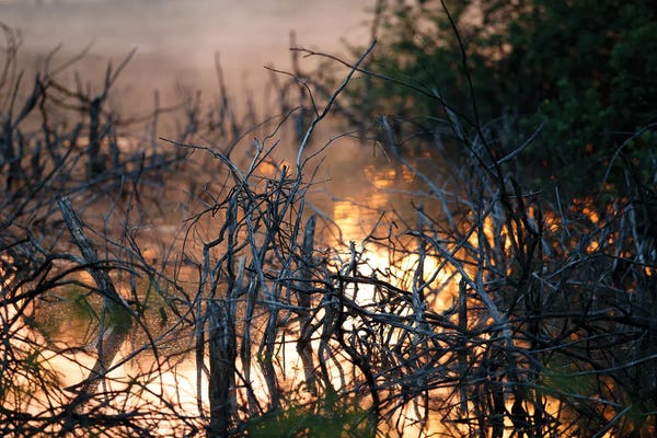 Mateusz Piesiak: Mangroves At Sunrise by Mateusz Piesiak