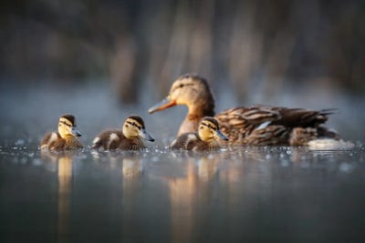 Family by Mateusz Piesiak canvas print