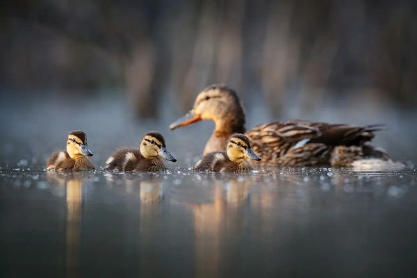 Mateusz Piesiak: Family by Mateusz Piesiak