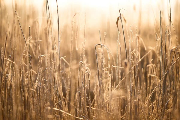 Grasses: Morning Light by Mateusz Piesiak