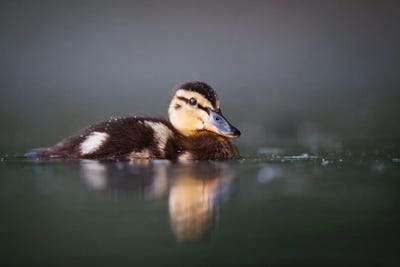 Duckling by Mateusz Piesiak canvas print