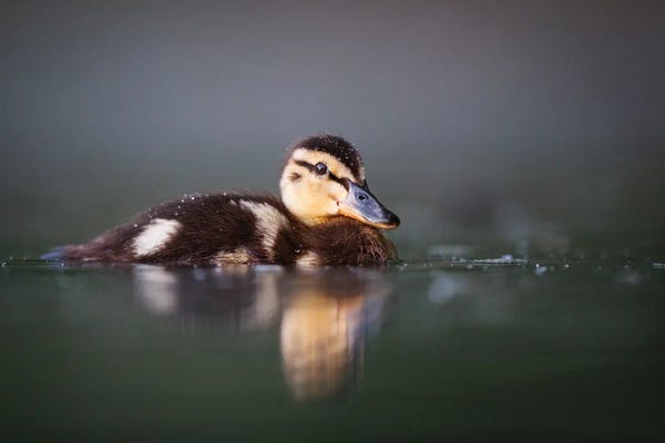 Mateusz Piesiak: Duckling by Mateusz Piesiak